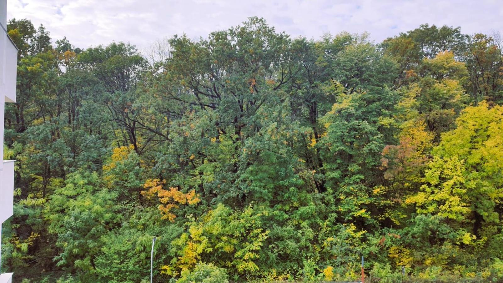 Apartament Aze - Forest Whisper